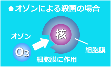 オゾンによる殺菌の場合、オゾンが細胞膜に作用